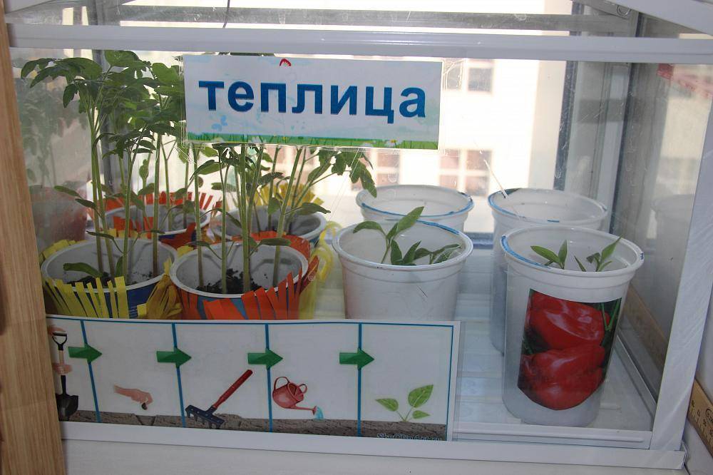 Таблички огород на окне в детском саду. Огород на окне. Огород на подоконнике. Теплица на окне в детском саду. Таблички для овощей на огород подоконник.